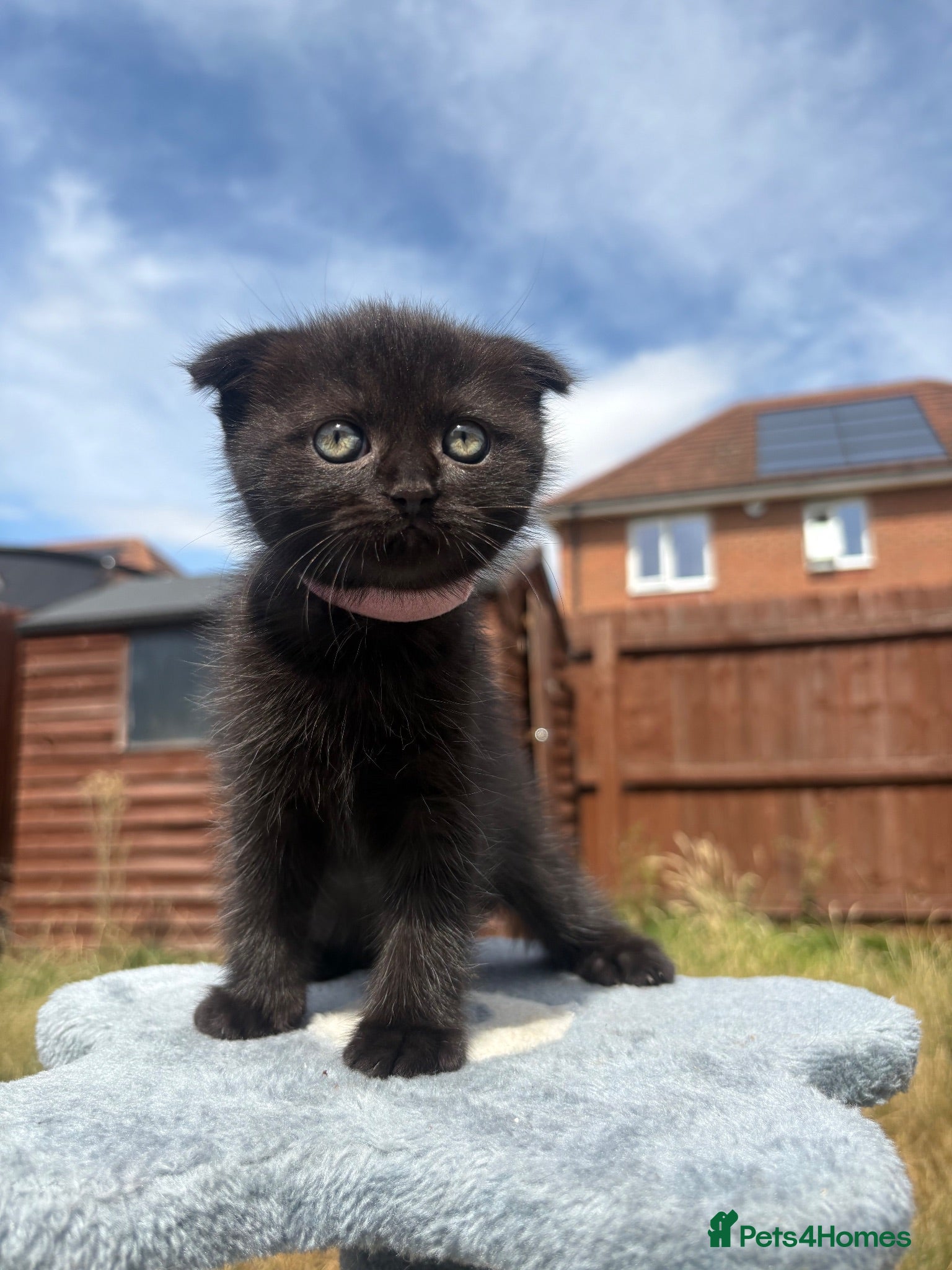 British Longhair cats Ragdoll Cross x BSH/Scottish Fold Kitten - Advert 1