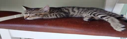 Mixed Breed cats for sale: Litter of 6 kittens ready to go to new homes! in Colchester - Advert 24