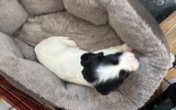 Sprocker dogs for sale: White and Black Sprocker - Image 1