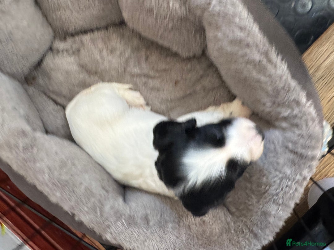 Sprocker dogs for sale: White and Black Sprocker - Image 1