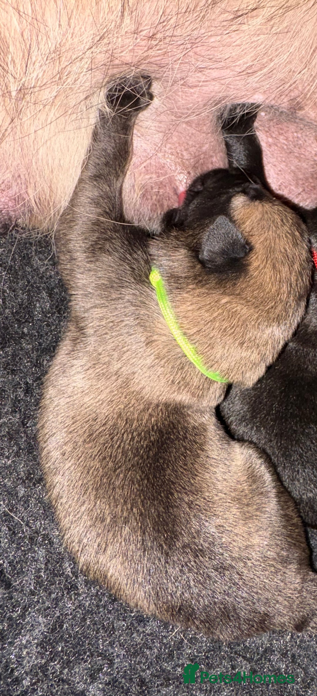 Mixed Breed dogs for sale: Belgium Malinois x Dutch Herder Puppies - Advert 6