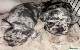 French Bulldog dogs for sale: READY NOW French bulldog puppies  - Advert 31