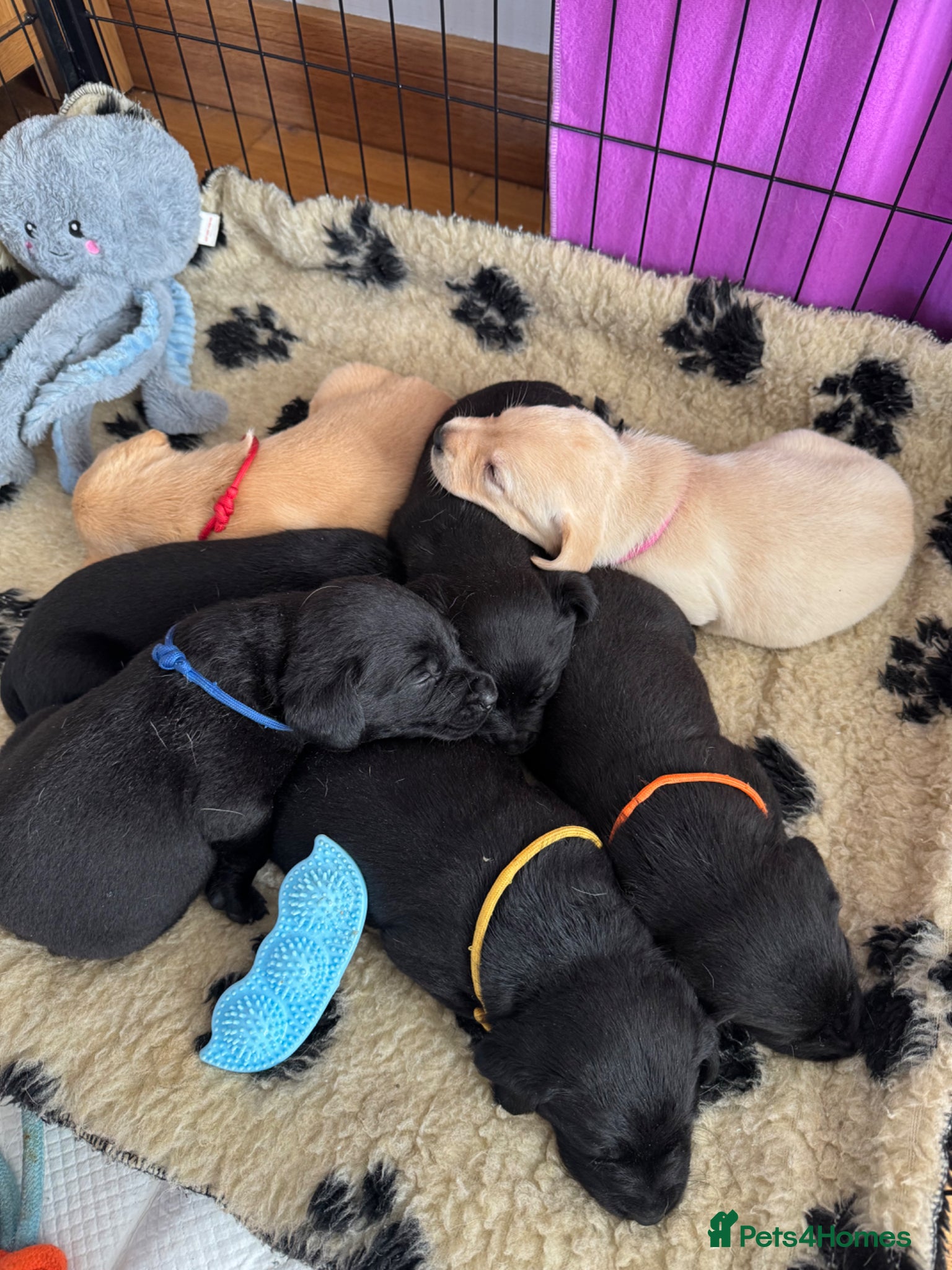 Labrador Retriever dogs Kelwyn Litter - Advert 1