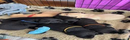 Labrador Retriever dogs for sale: Kelwyn Litter - Advert 1