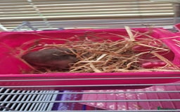 Hamster rodents for sale: Russian hamster with cage  - Image 3