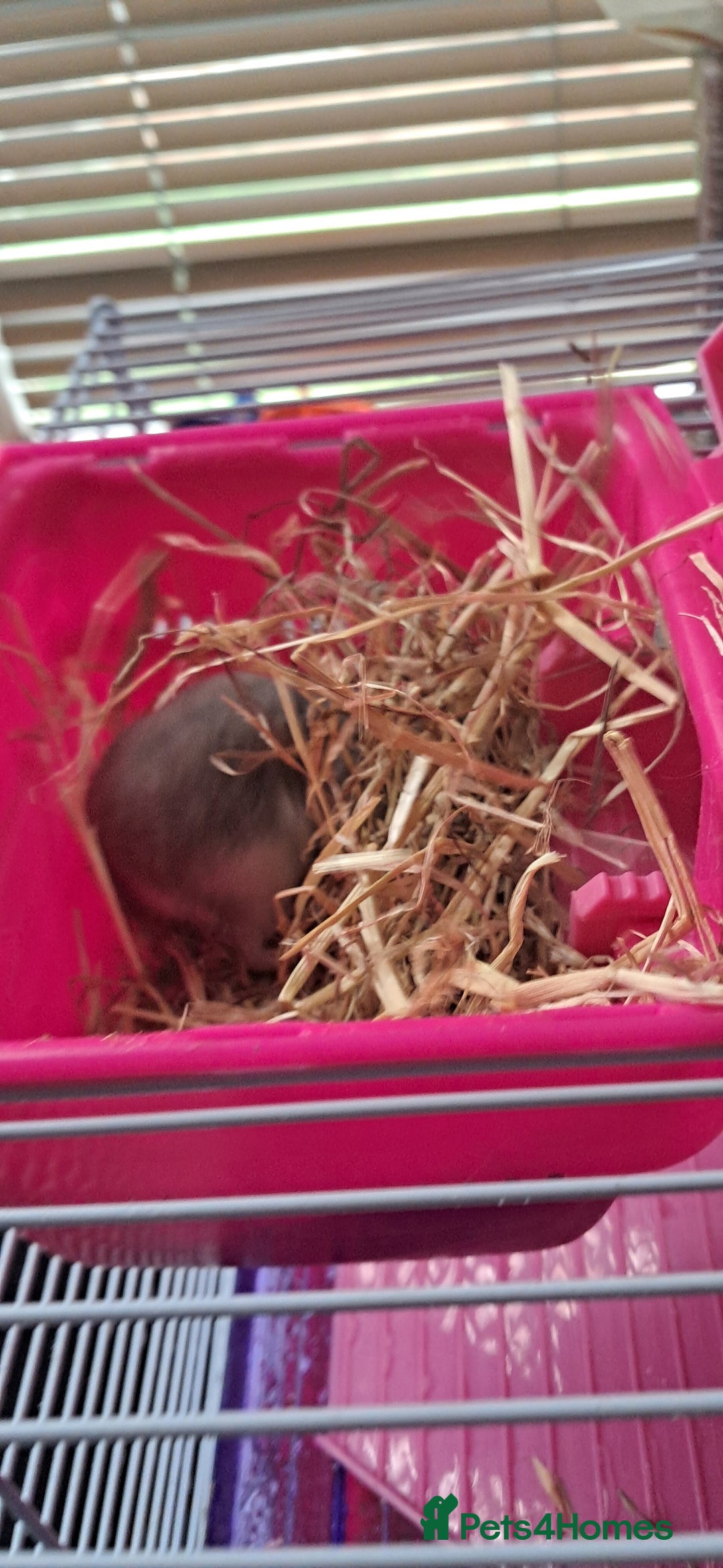 Hamster rodents for sale: Russian hamster with cage  - Image 3