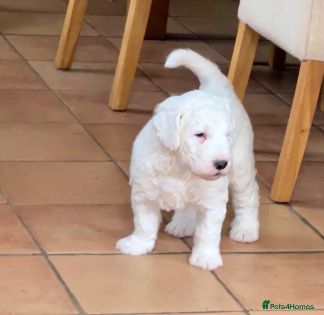 Sheepadoodle dogs for sale: F2 Sheepadoodle Standard  - Advert 1
