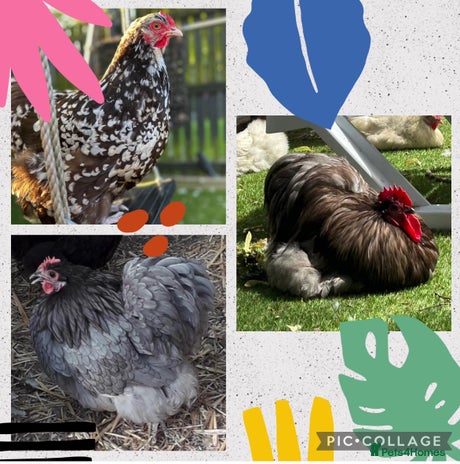 Chickens poultry - Advert 15