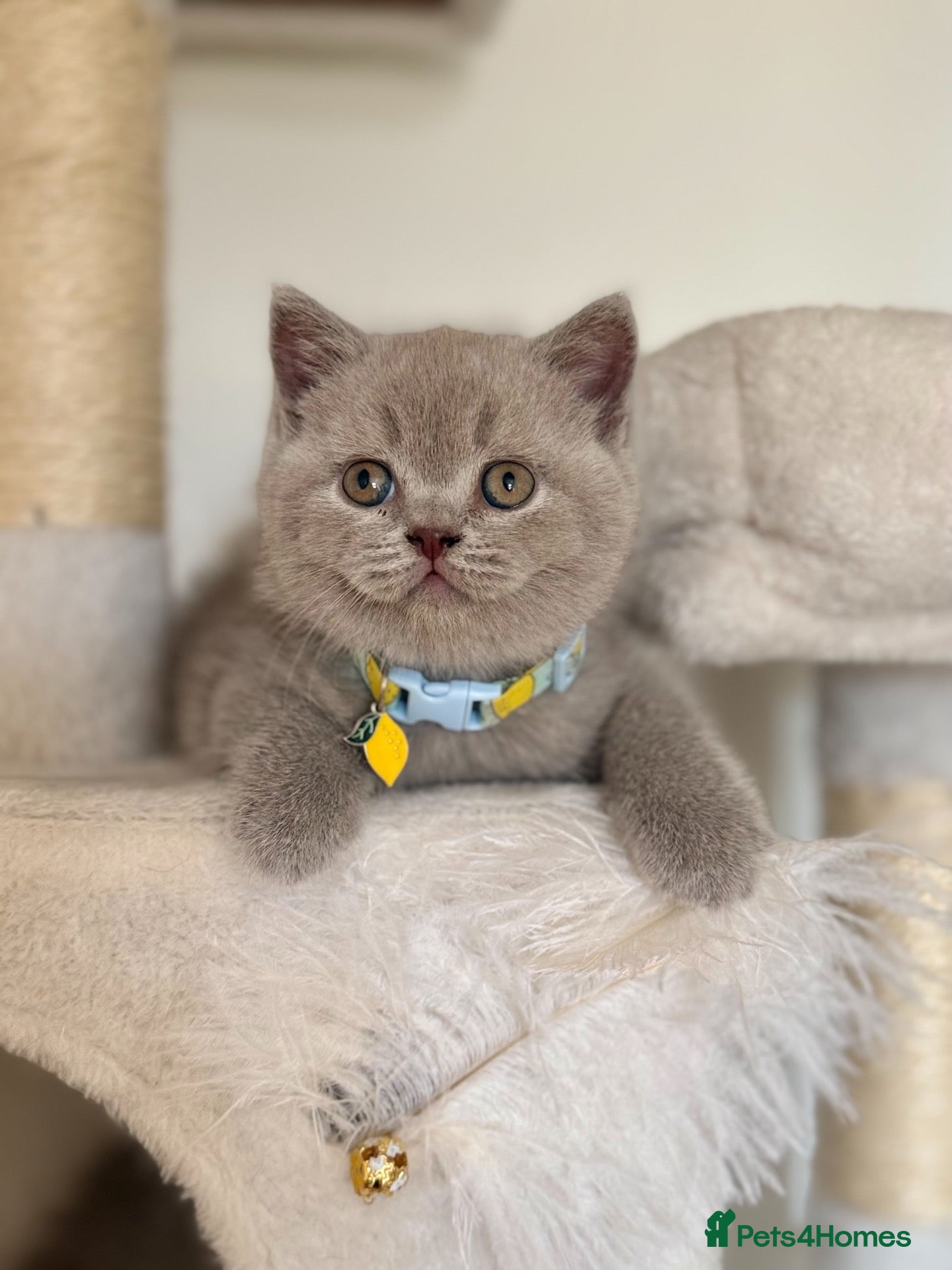 Scottish Fold cats Scottish fold - Advert 1