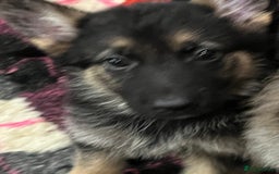 German Shepherd dogs for sale: READY NOW OUTSTANDING  GERMAN SHEPARD PUPPIES  in Stanford-le-Hope - Image 25