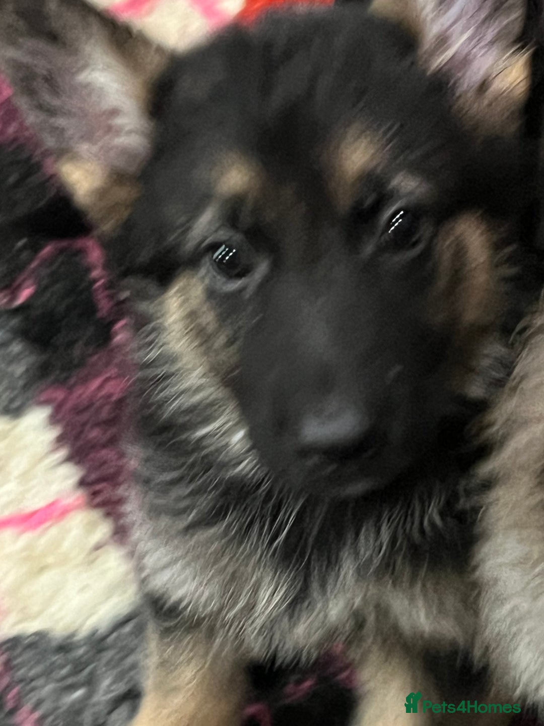 German Shepherd dogs for sale: READY NOW OUTSTANDING  GERMAN SHEPARD PUPPIES  in Stanford-le-Hope - Image 25