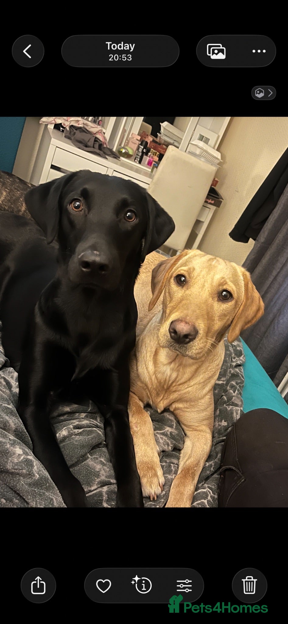 Labrador Retriever dogs Lovely 1 yr old black lab  - Advert 1