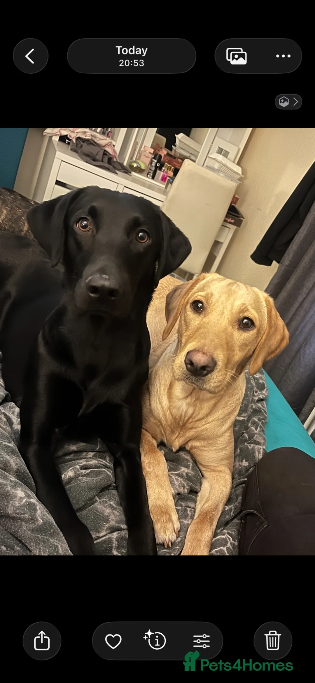 Labrador Retriever dogs for sale: Lovely 1 yr old black lab  - Advert 1