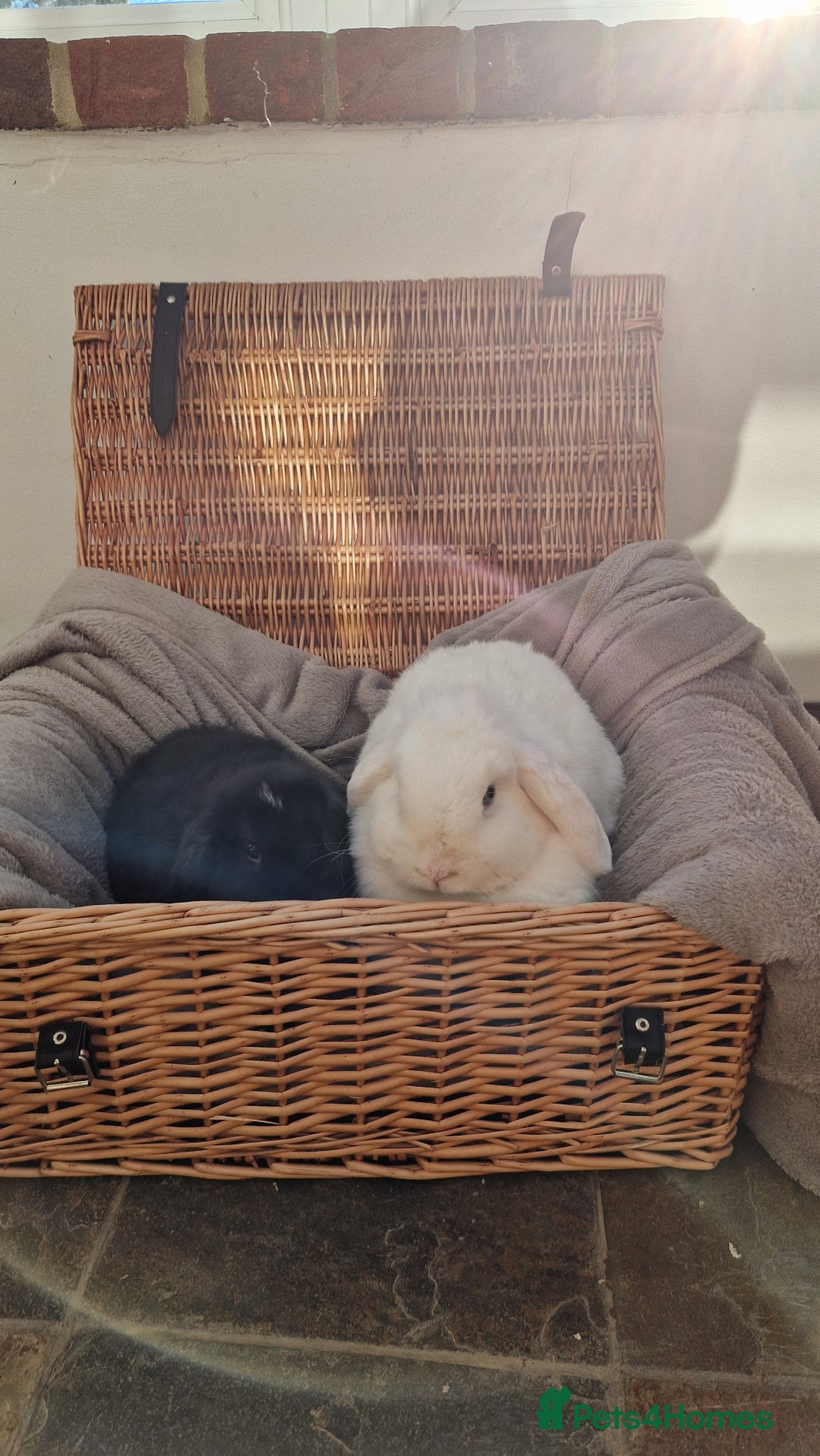 Mini Lop rabbits for sale: 4 x mini lop babies for sale - Advert 8