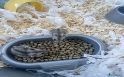 Hamster rodents for sale: Baby dwarf hamsters - Image 2