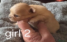 Chihuahua dogs for sale: Chihuahua long coat puppies 2 girls and 1 boy - Image 13