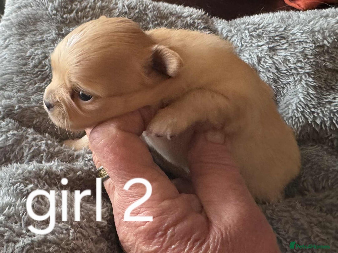 Chihuahua dogs for sale: Chihuahua long coat puppies 2 girls and 1 boy - Image 13