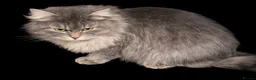 Siberian cats for sale: New imported lines Siberian kittens - Advert 7