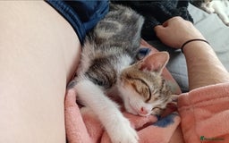 Mixed Breed cats for sale: 11 weeks old mixed breed brother and sister  - Image 4