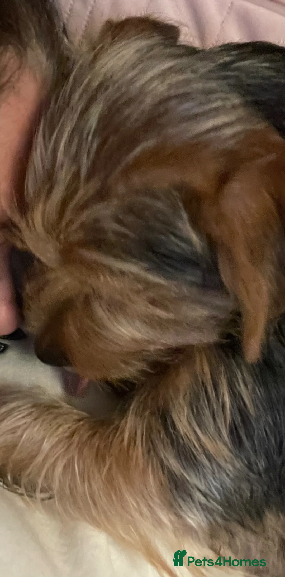 Mixed Breed dogs for sale: Yorkie x puppies  in Calne - Advert 5