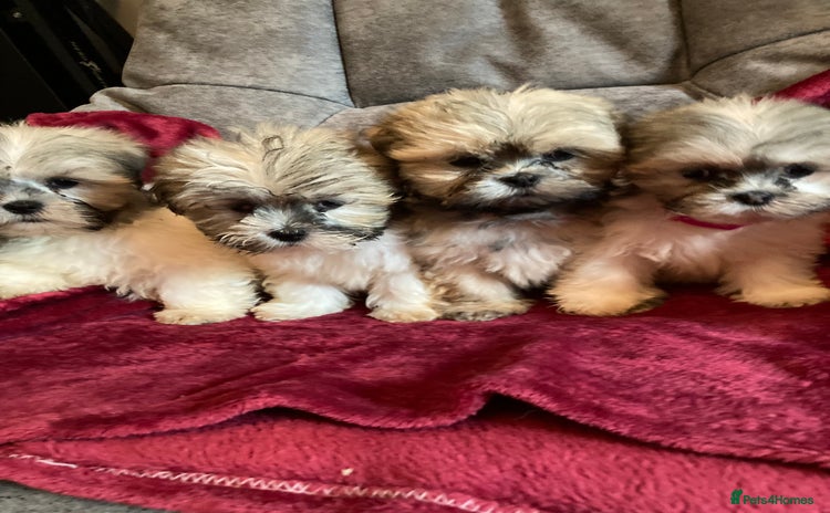 Lhasa Apso dogs - Advert 1