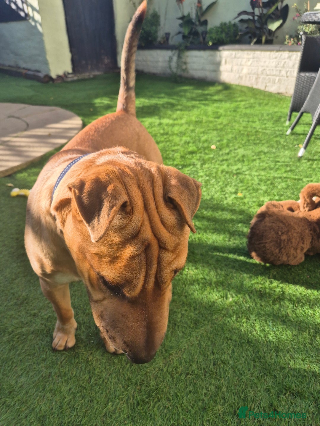 Mixed Breed dogs for sale: English bull terrier x shar pei - Image 3