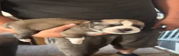 Huskita dogs for sale: Beautiful Huskey pups 3/4 still available  - Advert 10