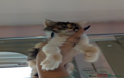 Mixed Breed cats for sale: One male two female long haired kittens - Image 3
