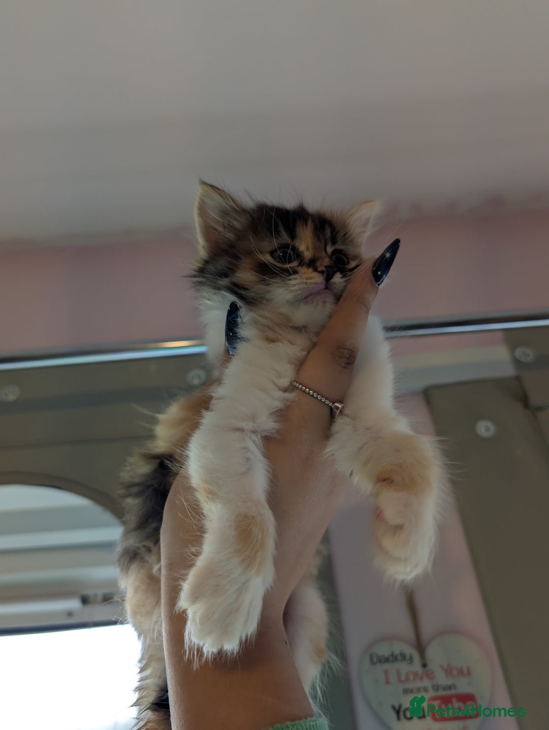 Mixed Breed cats for sale: One male two female long haired kittens - Image 3