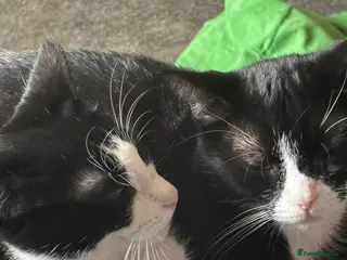 Mixed Breed cats Two female house cats - Advert 18