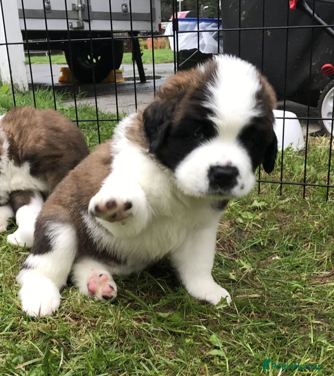 Saint Bernard dogs for sale: “Meet my adorable puppies - Ready for New Homes! ” - Image 2