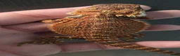 Bearded Dragon reptiles for sale: Red Monster blue bars and Hypos and Trans - Advert 5