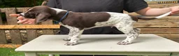 German Shorthaired Pointer dogs for sale: KC Reg GSP Pups (5 LEFT!) - Advert 28