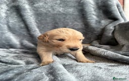 Golden Retriever dogs for sale: Rare & wonderful petite golden retrievers - Image 25