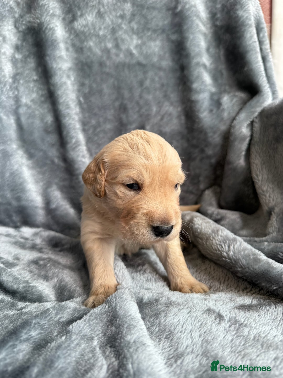 Golden Retriever dogs for sale: Rare & wonderful petite golden retrievers - Image 25