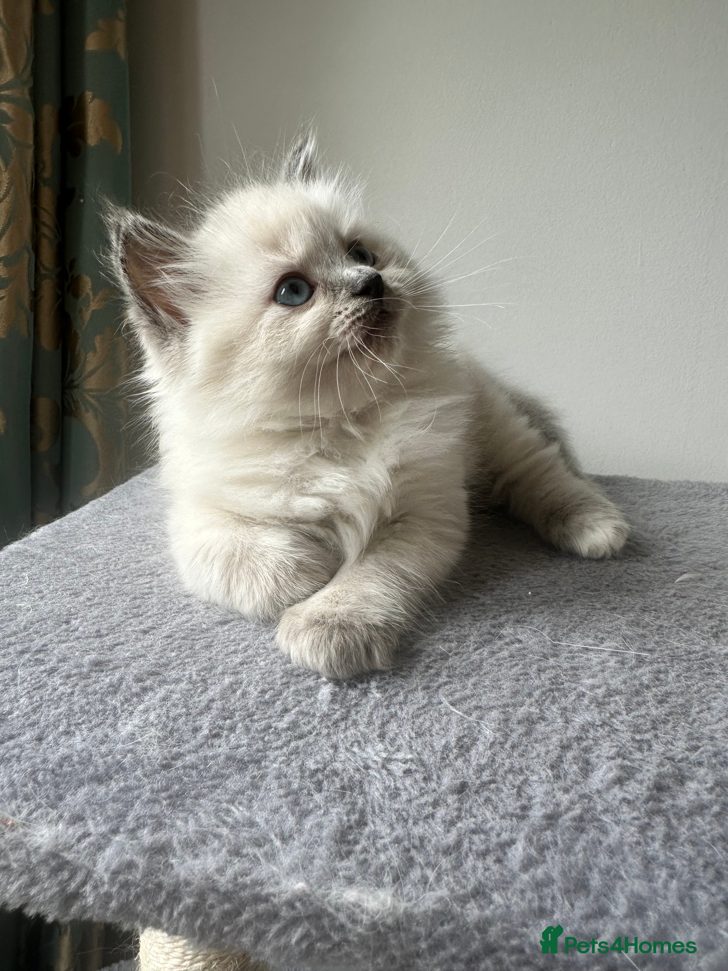 Siberian cats Only Sushi available. Siberian Neva Mosquerad  - Advert 9