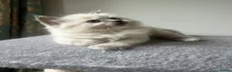 Siberian cats for sale: Save and check for next litter.  Siberian - Advert 1