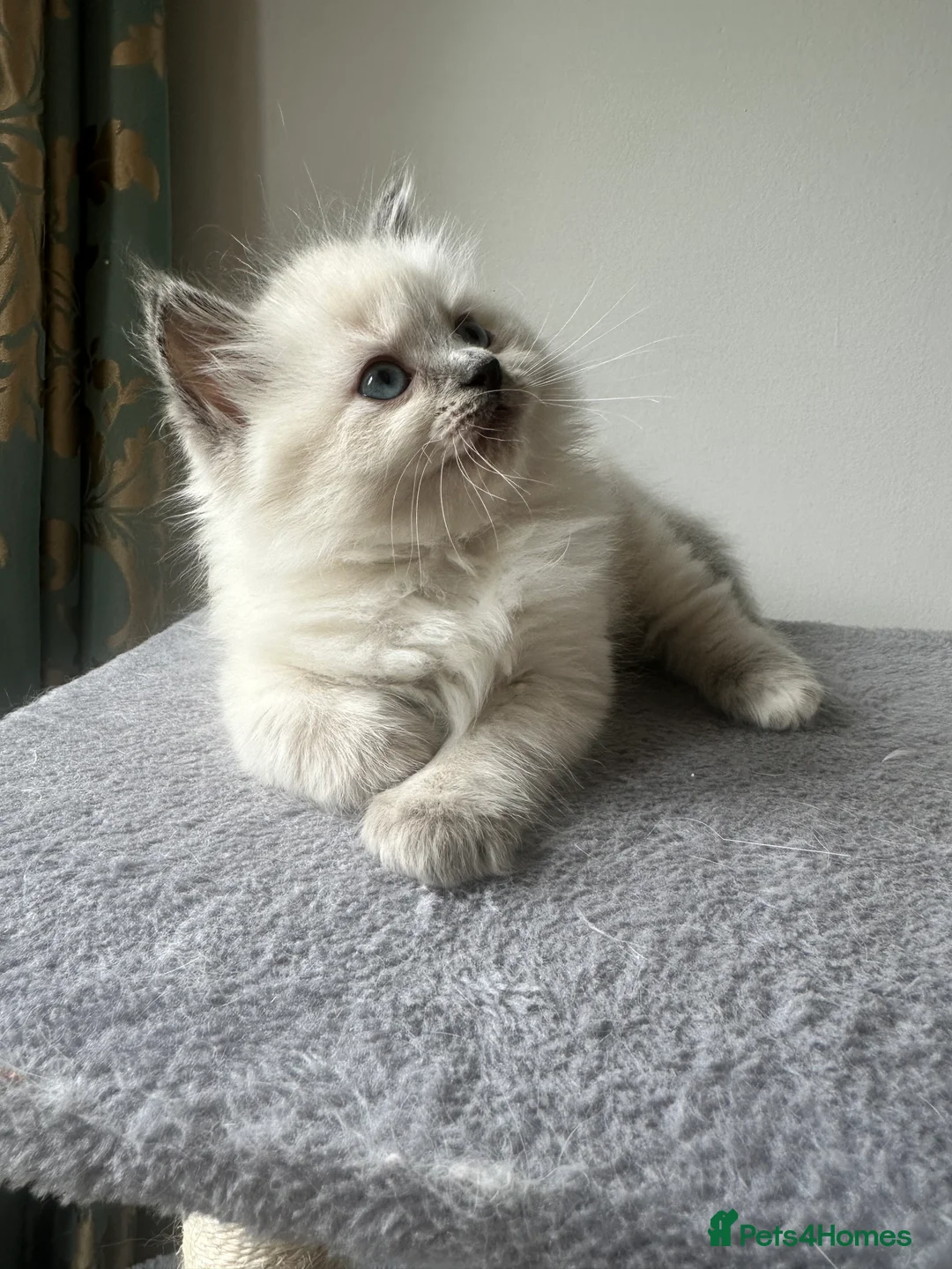 Siberian cats for sale: Save and check for next litter.  Siberian - Advert 1