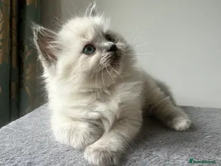 Siberian cats Only Sushi available. Siberian Neva Mosquerad - Advert 2