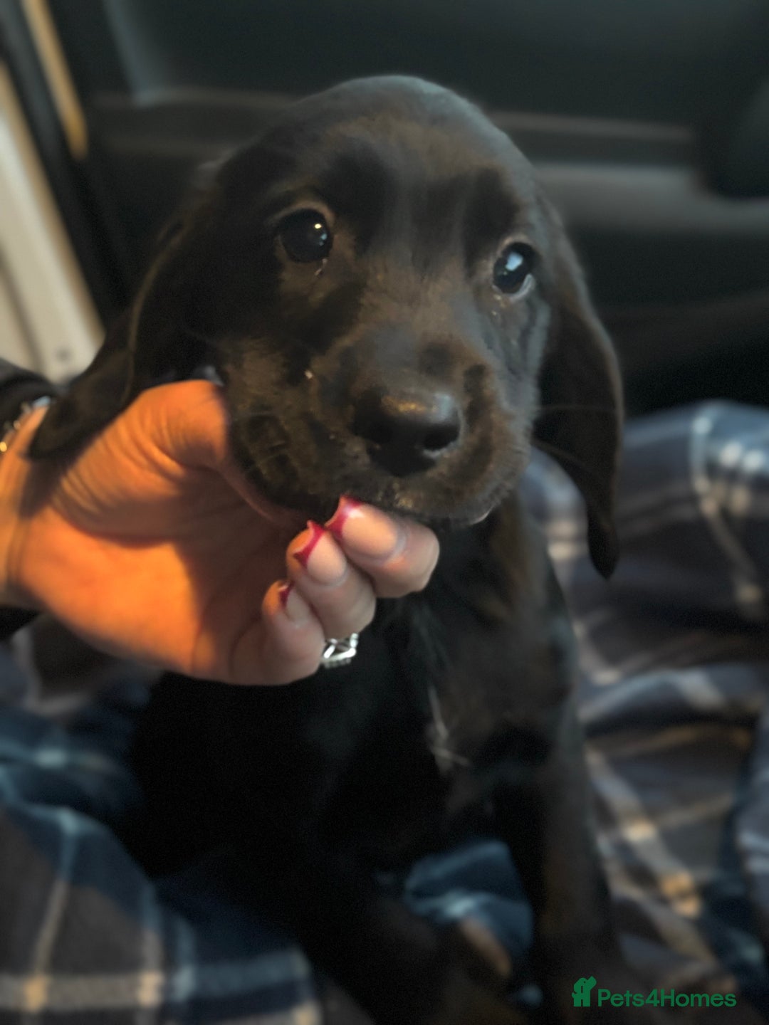 Cockerdor dogs for sale: Beautiful Cockerdor Puppies for Sale 🩷🩵 9 WEEKS - Advert 7