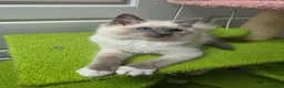 Ragdoll cats for sale: GCCF registered stunning girls available!  - Advert 18