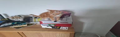 Mixed Breed Kitten 1