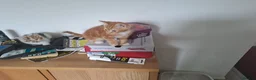 Mixed Breed cats for sale: 4 kittens ready for new homes - Advert 7