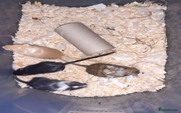 Gerbil rodents for sale: Super friendly gerbils from hobby breeder  - Image 2
