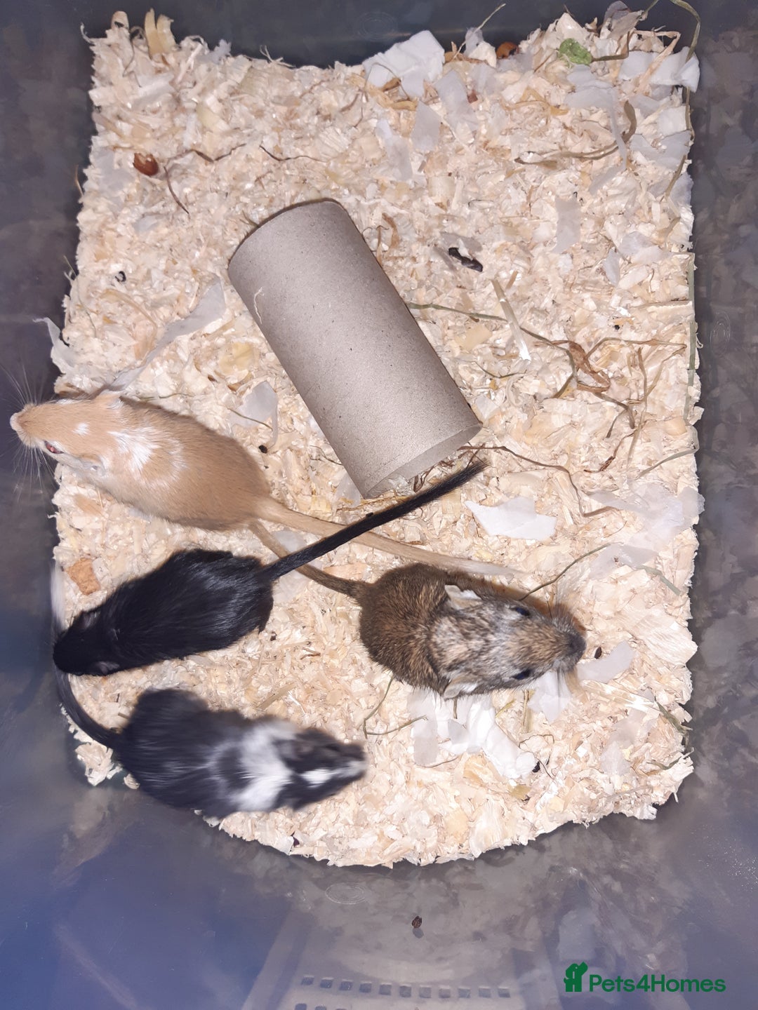 Gerbil rodents for sale: Super friendly gerbils from hobby breeder  - Image 2