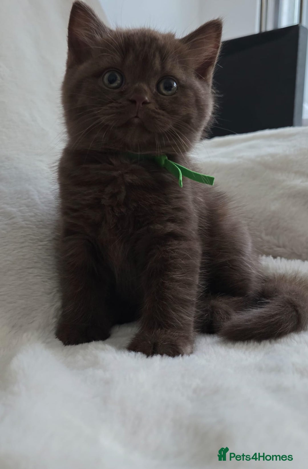 British Shorthair cats for sale: GCCF British Shorthair Kittens Champion Bloodline  - Image 20