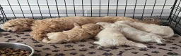 Maltipoo dogs for sale: Puppy maltipoo  in Doncaster - Advert 10