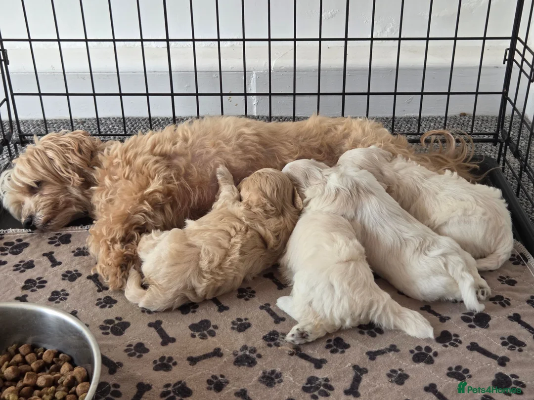 Maltipoo dogs for sale: Puppy maltipoo  in Doncaster - Advert 10