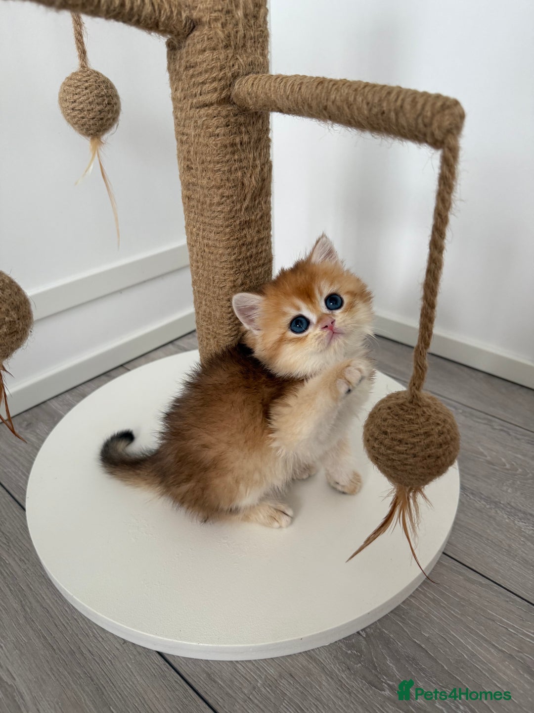 Brazilian Shorthair cats for sale: Golden British Shorthair kittens - Image 17