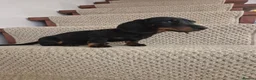 Miniature Dachshund dogs for sale: Miniature Dachshund.Fully vaccinated.Ready t leave - Advert 17